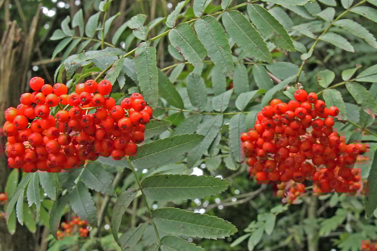 Rowan berries