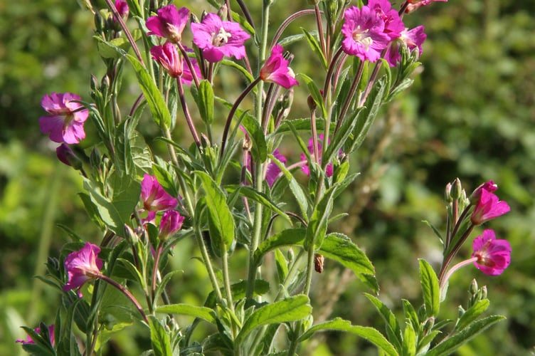 Great willowherb