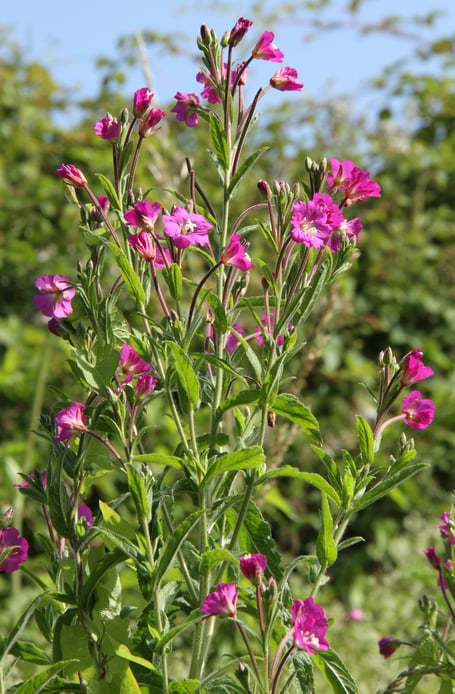 Great willowherb