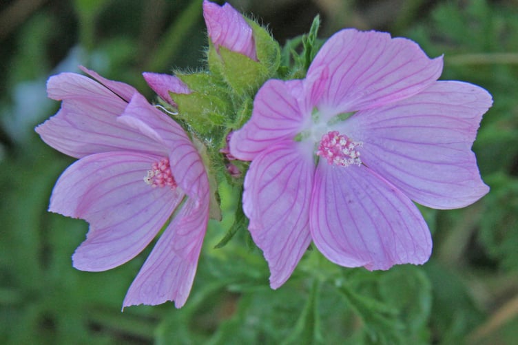 Musk mallow