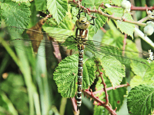 Naturewatch: A stroll into the past