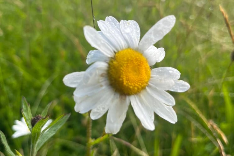 Tregovenek means 'A Place of Hope' in Cornish