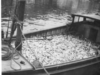 Memoirs sequel for author and fisherman