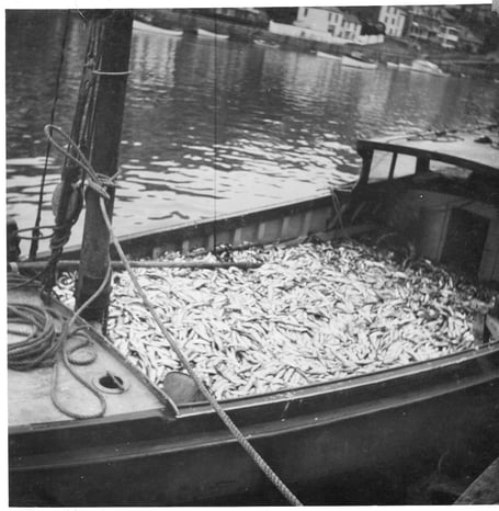 Looe fishing boat Endeavour FY369 ca. 1950 with a record catch of pilchards.
