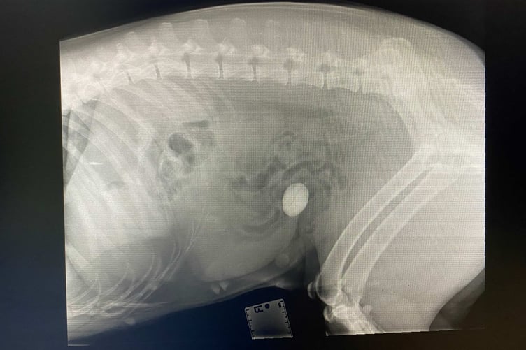 An X-ray clearly shows the ingested stone inside Lily's intestines.