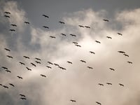 Seventy white storks soar across the Looe horizon