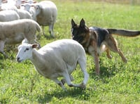 Farmers fear rising dog attacks on young lambs during holidays 