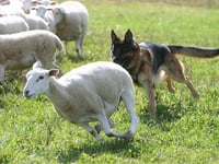 Rural officers welcome new law protecting livestock from dog attacks