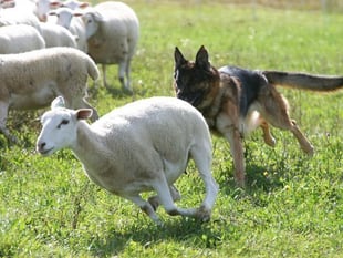 New figures highlight the worrying cost of livestock dog attacks