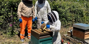 Rescued bees given new homes near the sea