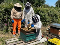 Rescued bees given new homes near the sea