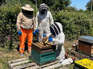 Rescued bees given new homes near the sea