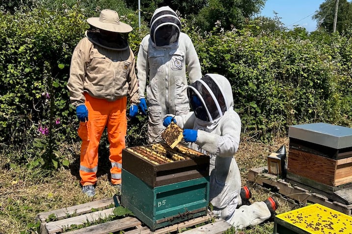 The bees have been given new homes on spare land at Par Docks.