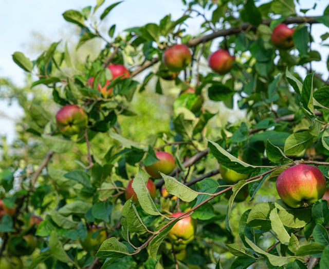 Homes/Garden: Your essential garden tasks for September