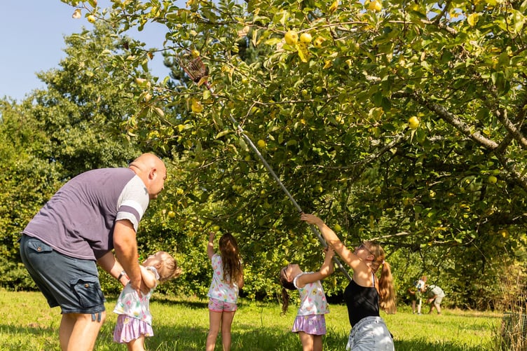 Visitors picking apples in the orchard on Apple Day 2023 at Cotehele, Cornwall