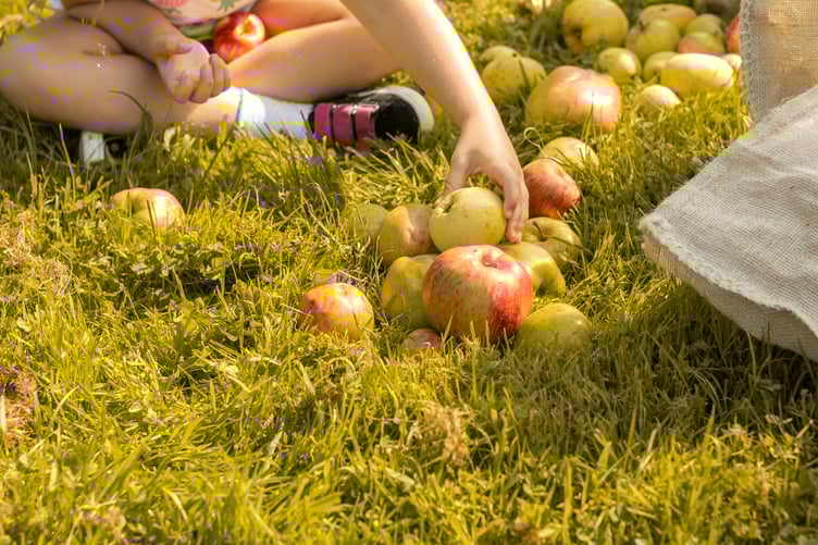 Visitors picking apples in the orchard on Apple Day 2023 at Cotehele, Cornwall