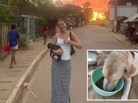 Cornwall College volunteer leads dog rescue mission in Madagascar