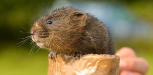 Hundreds of water voles released into countryside