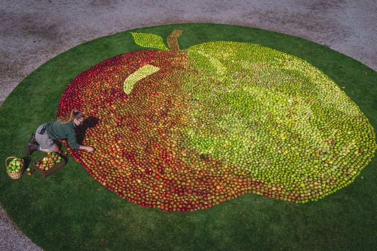 Gardeners and volunteers making final adjustments to the apple mosaic ready for this weekends festivities.
