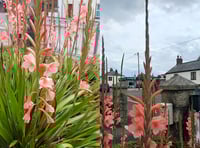 Gardening with Martin Pallett: long-flowering plant from South Africa