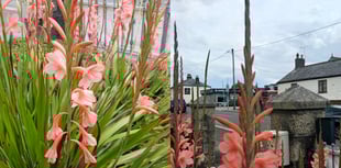 Gardening with Martin Pallett: long-flowering plant from South Africa