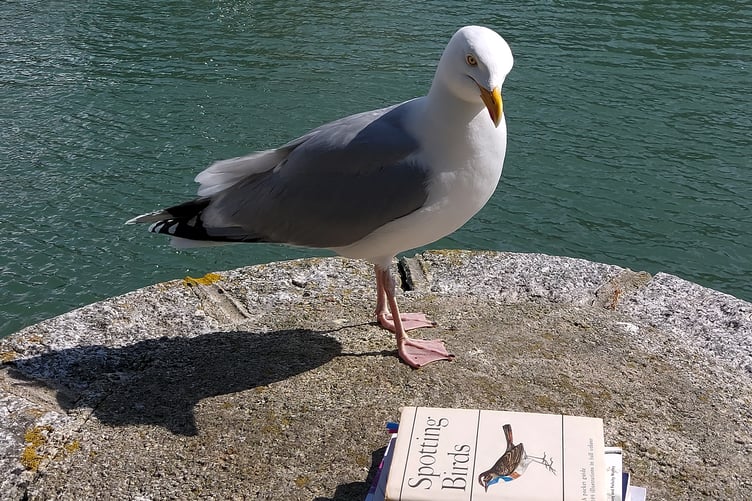The Looe Festival of Words is a celebration of words for all; poetry on the rocks might be this seagull's preference! (Photo credit: Looe Festival of Words)