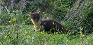 Pine martins return to Dartmoor