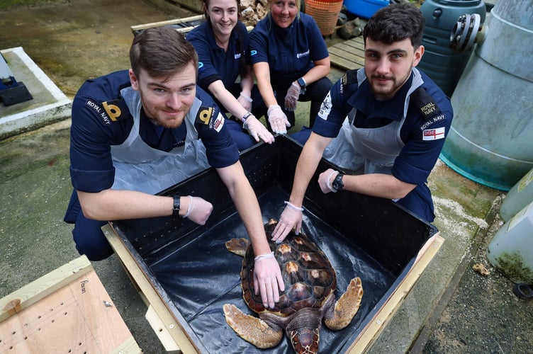EMBARGOED 2230 SEPT 27 2024  On 16 September 2024, two sailors from HMS Medway trained at Blue Reef Aquarium in Newquay, to be able to look after five rare loggerhead turtles.     Six rare turtles have been returned to their original Atlantic habitat thanks to the Royal Navy. It linked up with two marine life organisations to deliver half a dozen loggerhead turtles to warmer waters after the creatures were washed up on the UK shores and nurtured back to health. Crew of HMS Medway released the vulnerable creatures off the Azores as the patrol ship heads towards the Caribbean.