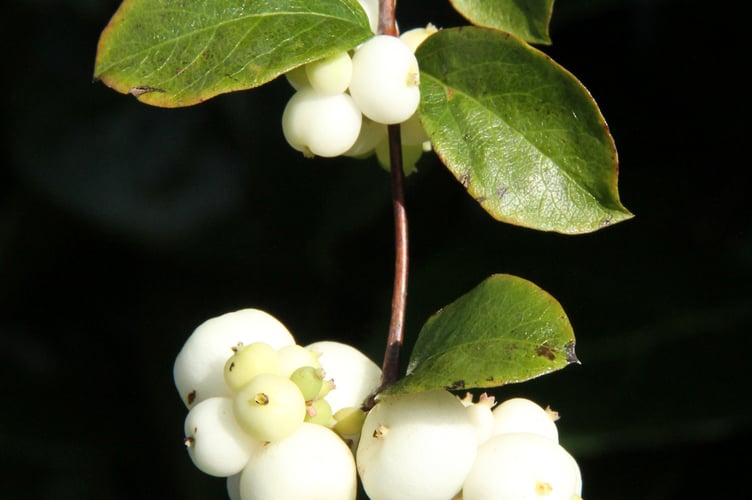 Snowberries