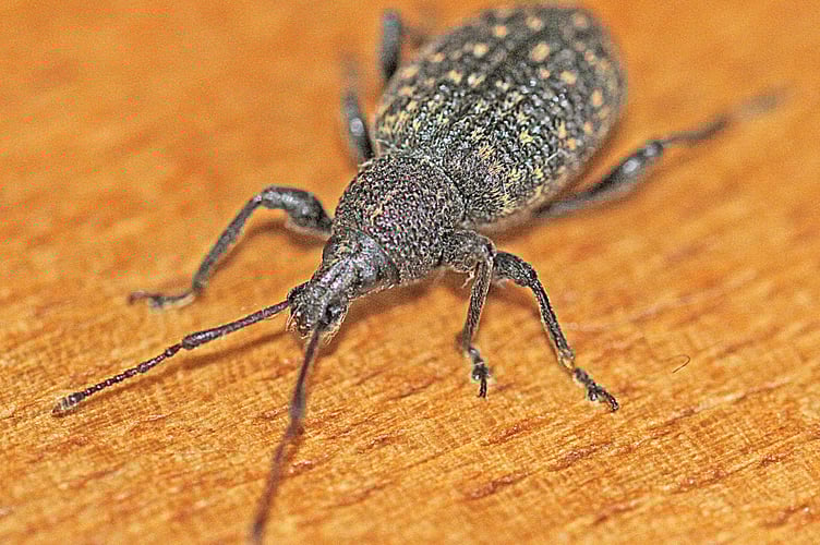 Weevil