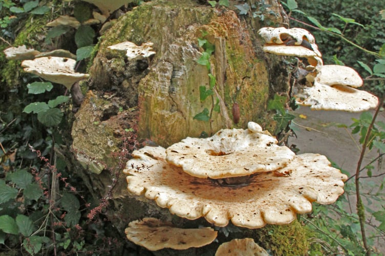 Lenzites betulina