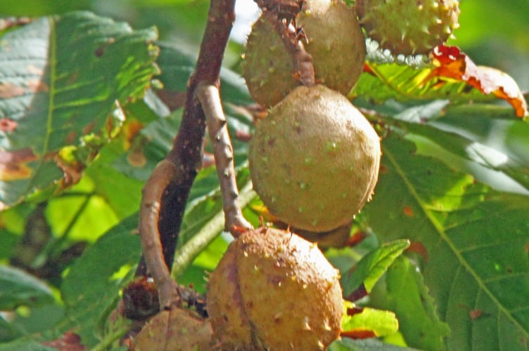 Conkers ripen on a horse chestnut tree