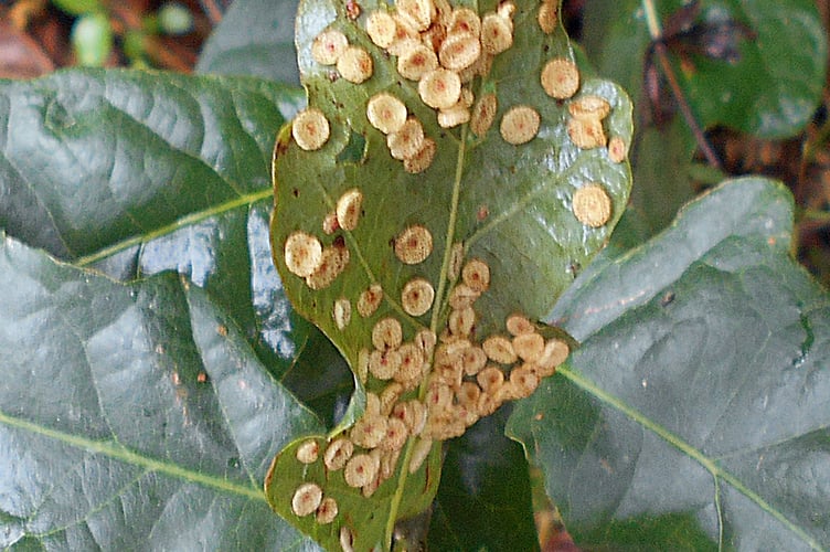 Spangle gall on oak leaf