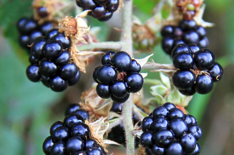 Blackberries