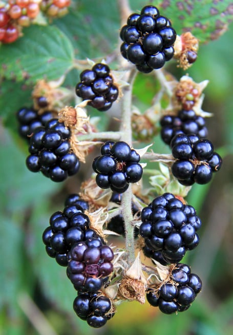 Blackberries
