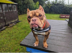 Karma, currently housed at the RSPCA West Hatch Animal Centre, is looking for a new home this Adoptober (Photo: RSPCA)