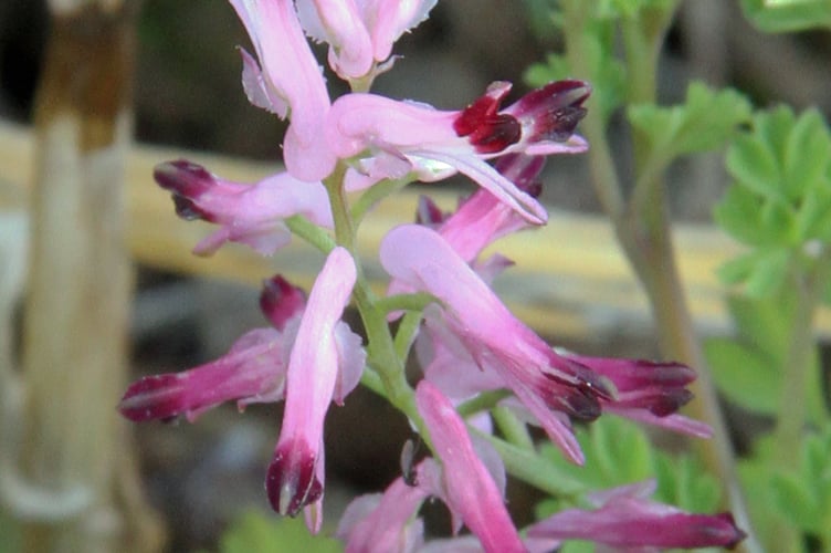 Common fumitory