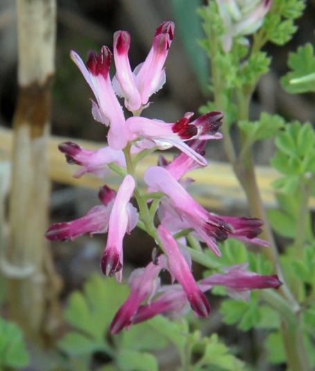 Common fumitory