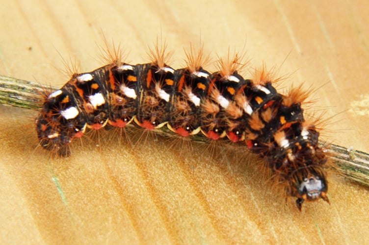 Brown-tail moth caterpillar