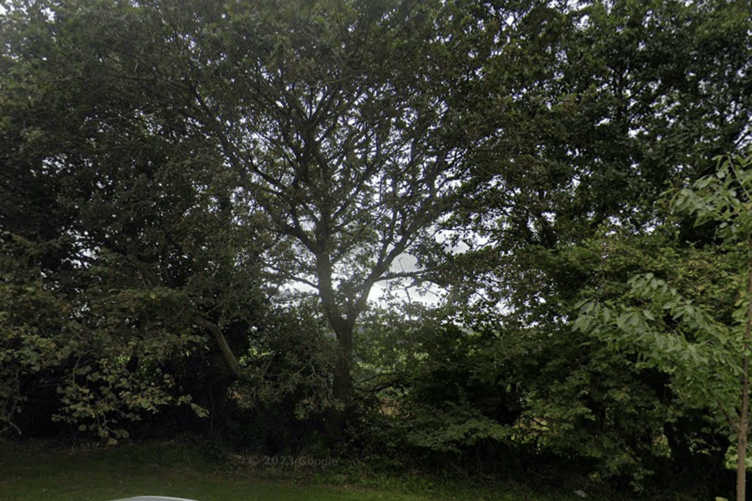 Behind the trees is the land on Whitestone Road where the development would be constructed. (Picture: Google)