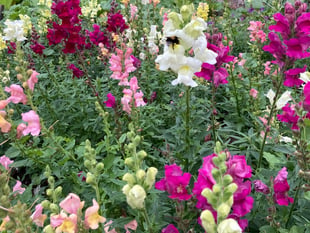 Gardening with Martin Pallett: Autumn can be a busy time