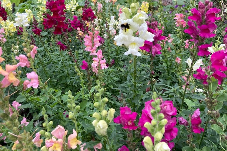 Now is a good time to plan ahead for future colourful displays in the garden. Picture: Andrew Townsend