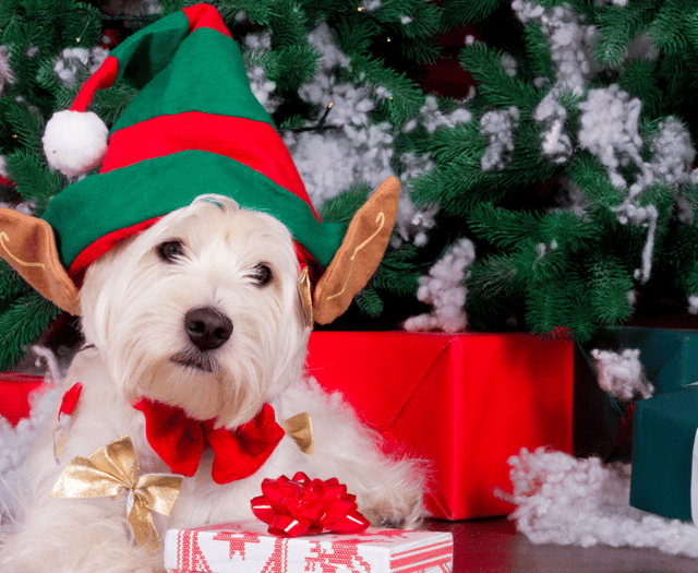 Festive day out planned for dogs and their humans