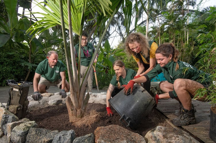Photographs by Emily Whitfield-Wicks
Rare species of palm,  Rainforest Biome.   Eden Project.