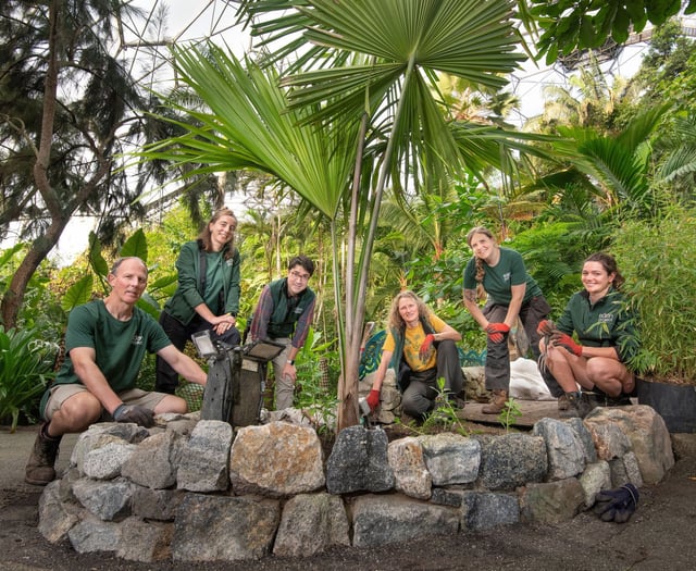 Critically endangered palm becomes rarest plant at Eden Project
