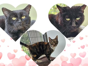 RSPCA launches appeal to home three cats no one seems to want