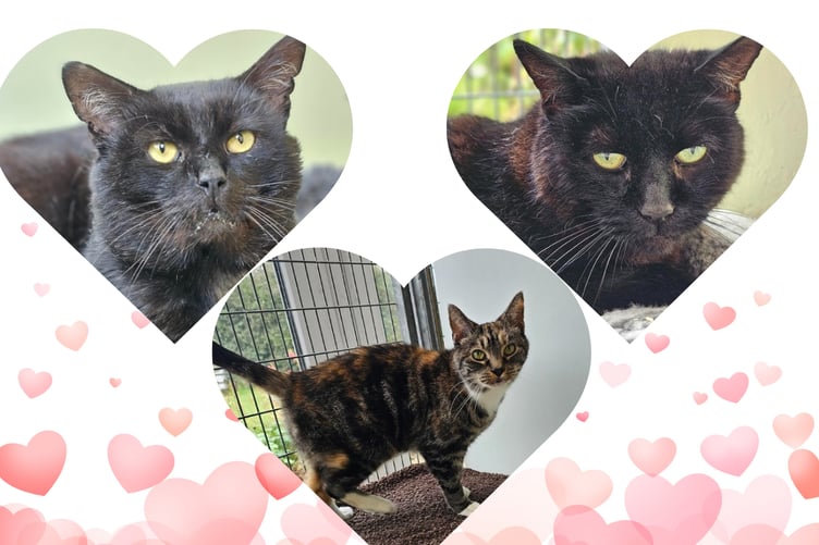 Salem, Coco Puff and Lady Tilly will leave paw prints on your heart if you give them a home. (Picture: RSPCA Cornwall/Tindle)