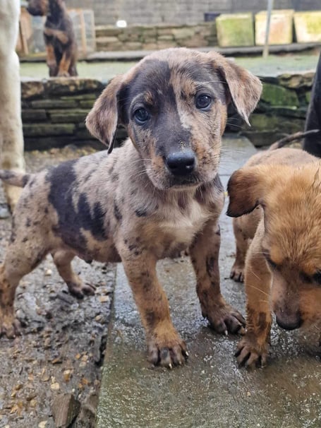 Koda the dog (Picture: Chris Bull)