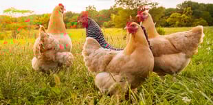 RSPCA praises plans to safeguard animal welfare standards 