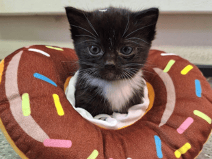 Animal charity 'devastated' after special kitten Donut dies suddenly 